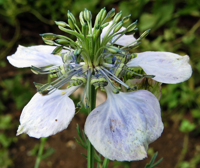 Nigella10