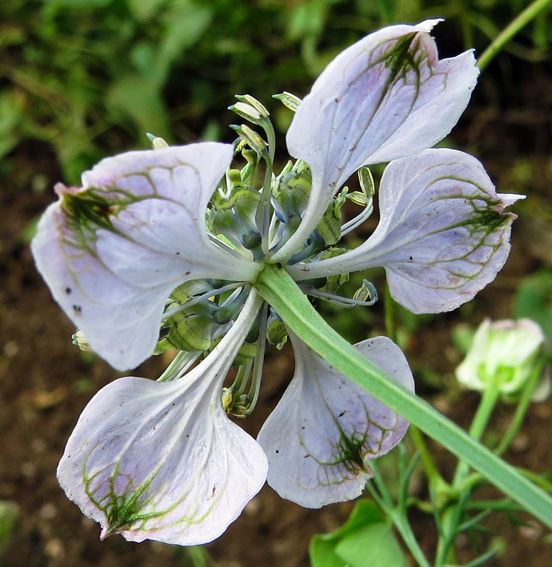 Nigella9