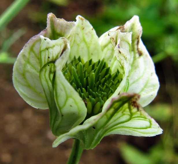 Nigella7