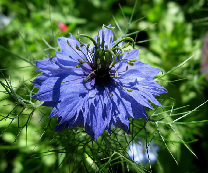 Nigella1