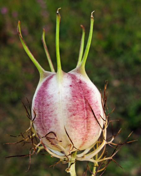 Nigella4