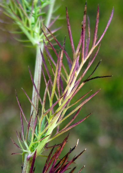 Nigella5