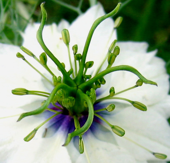 Nigella2