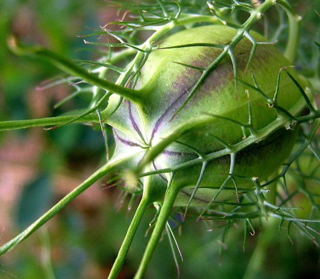 Nigella3