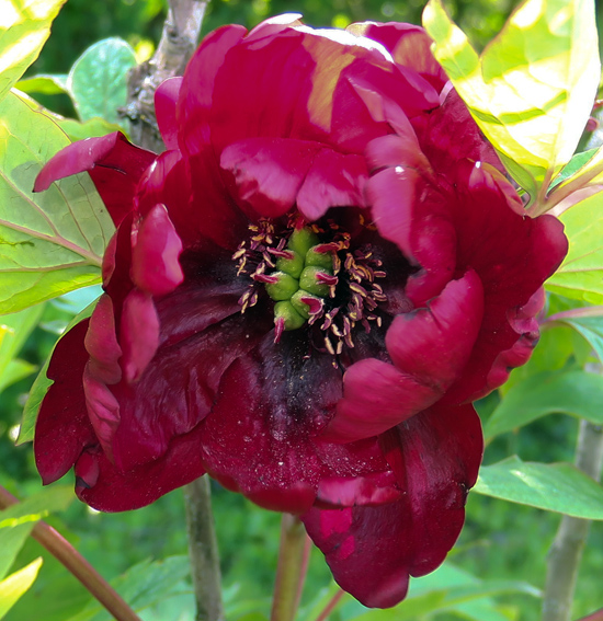 paeonia2