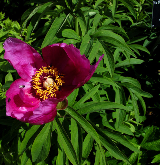 Paeonia0a