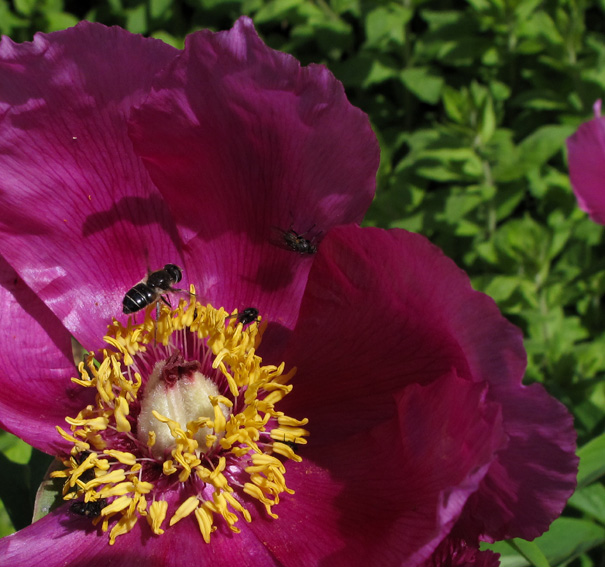 Paeonia0b