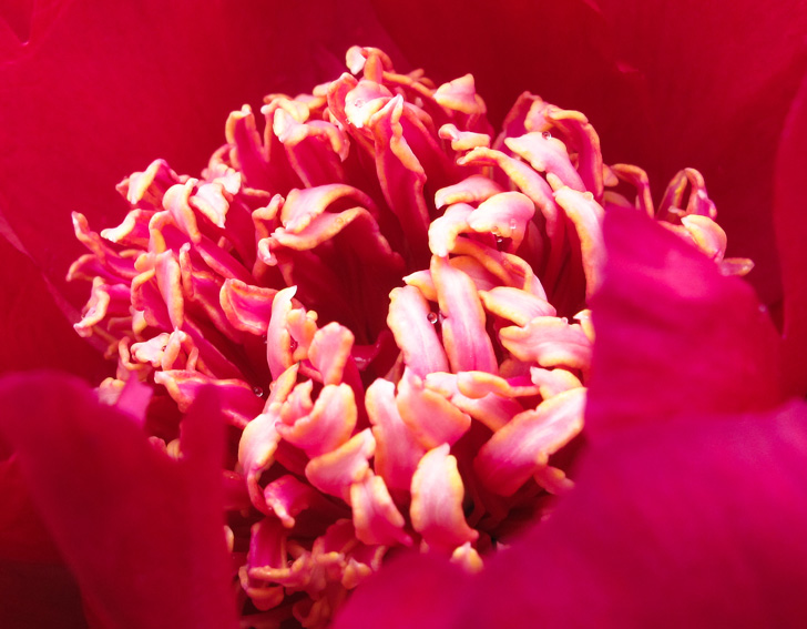 Paeonia0c