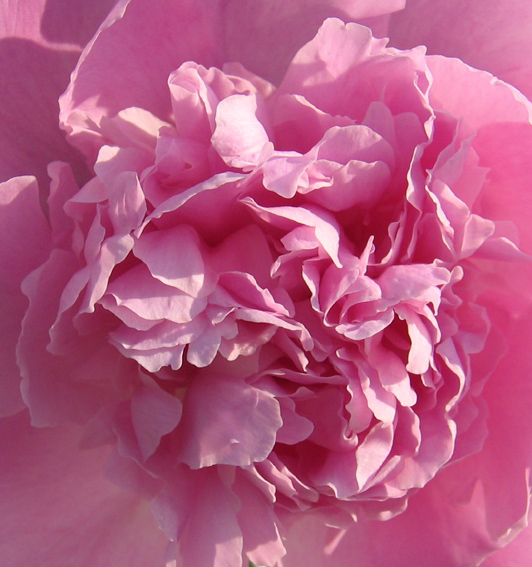 Paeonia1