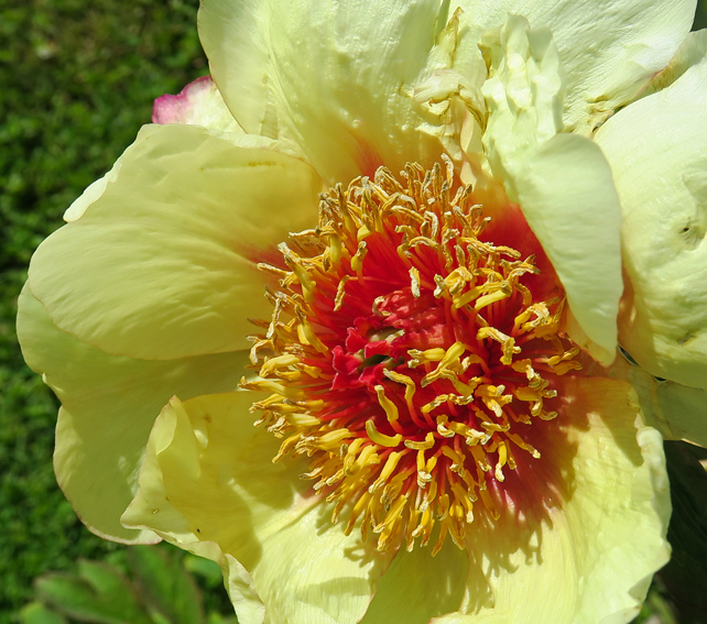 paeonia3