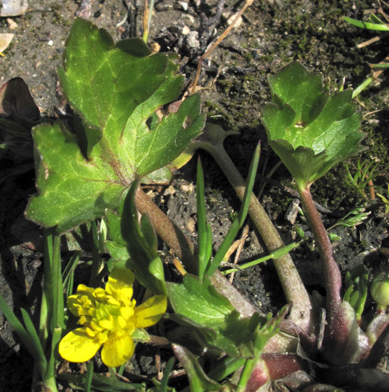 Ranunculus9