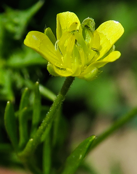 Ranunculus23