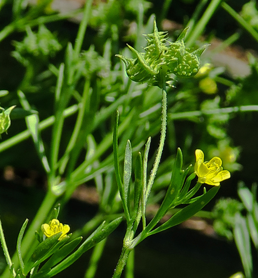 Ranunculus20