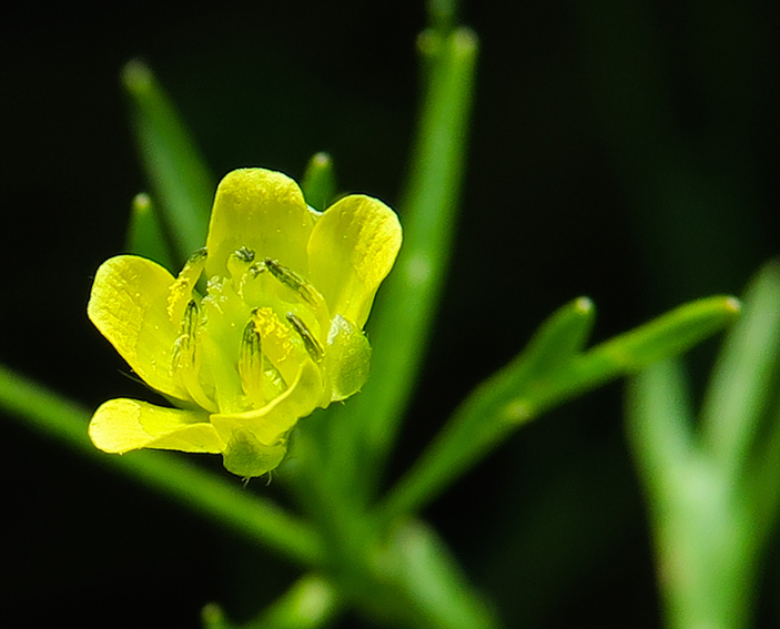 Ranunculus24