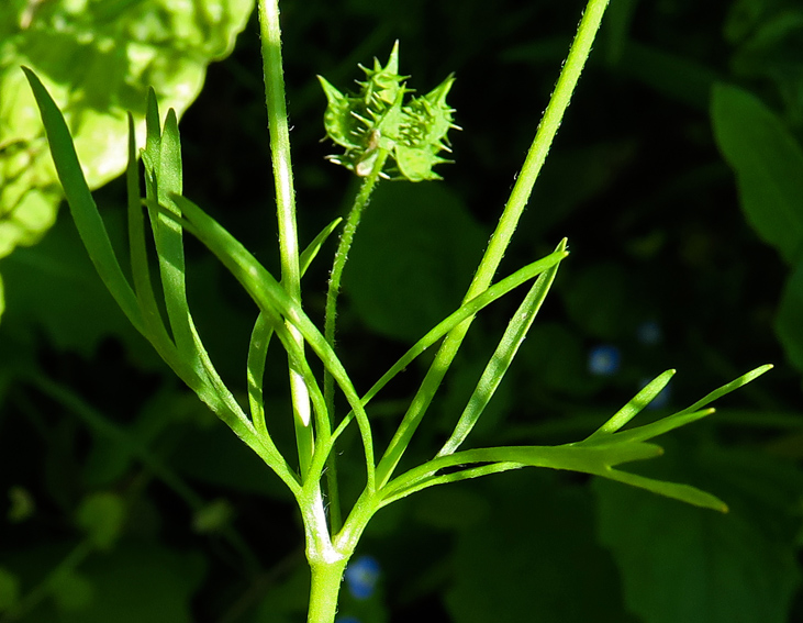 Ranunculus21