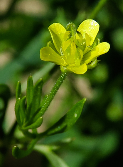 Ranunculus22