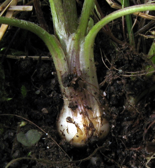 Ranunculus1