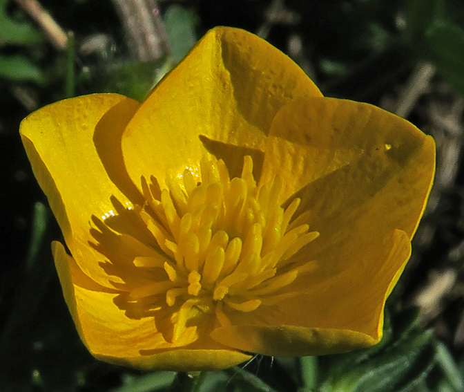 Ranunculus5