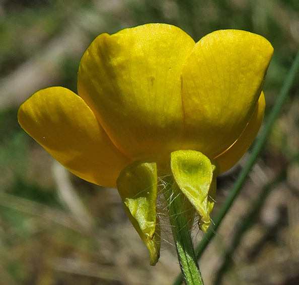 Ranunculus7a