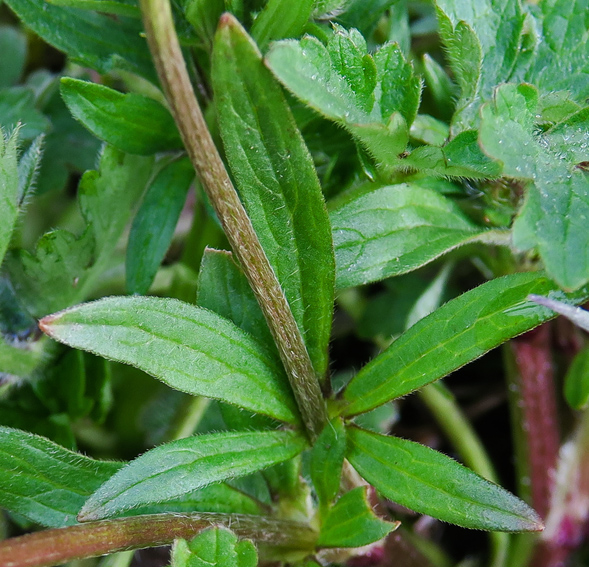 Ranunculus2a