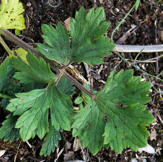 Ranunculus1a