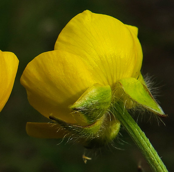 Ranunculus4