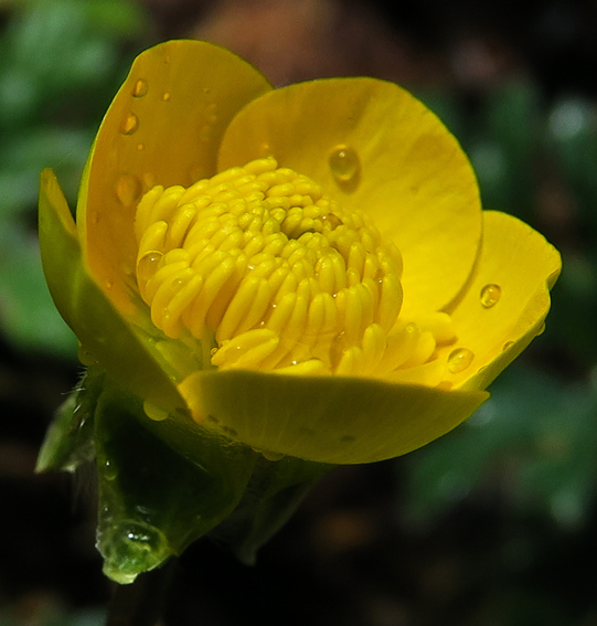 Ranunculus6