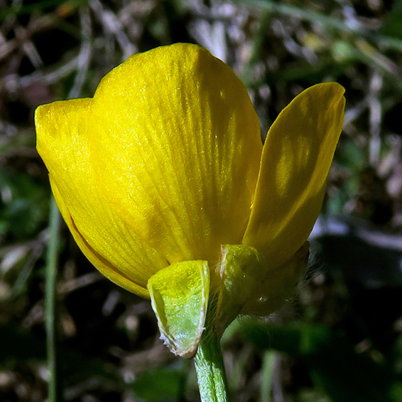 Ranunculus3