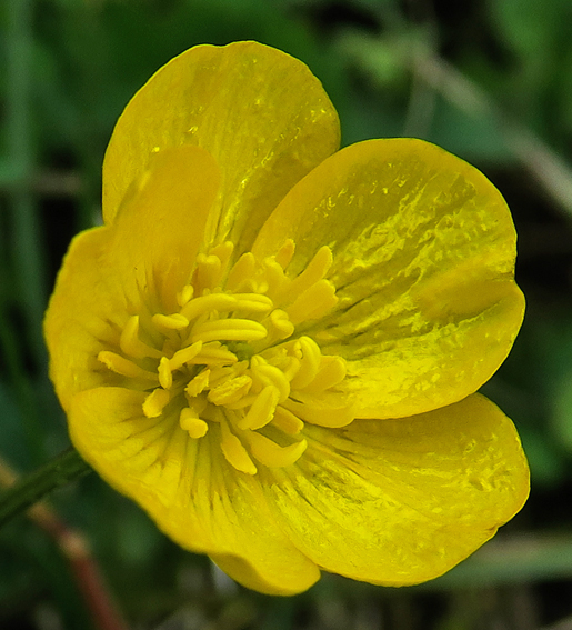 Ranunculus7d