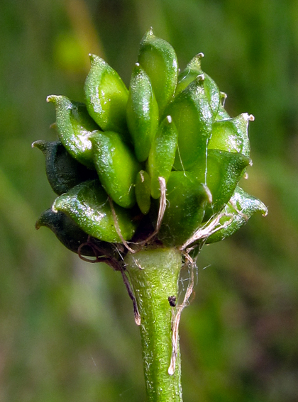 Ranunculus7