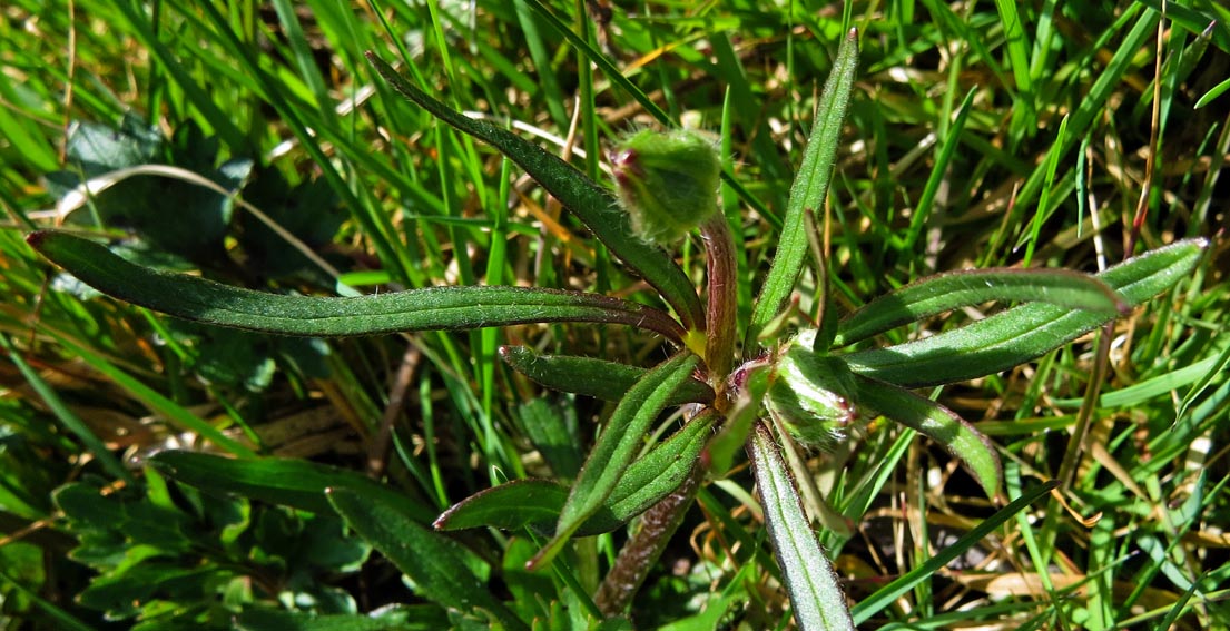 Ranunculus7c