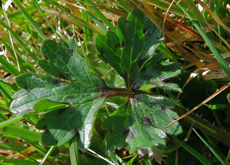 Ranunculus7b