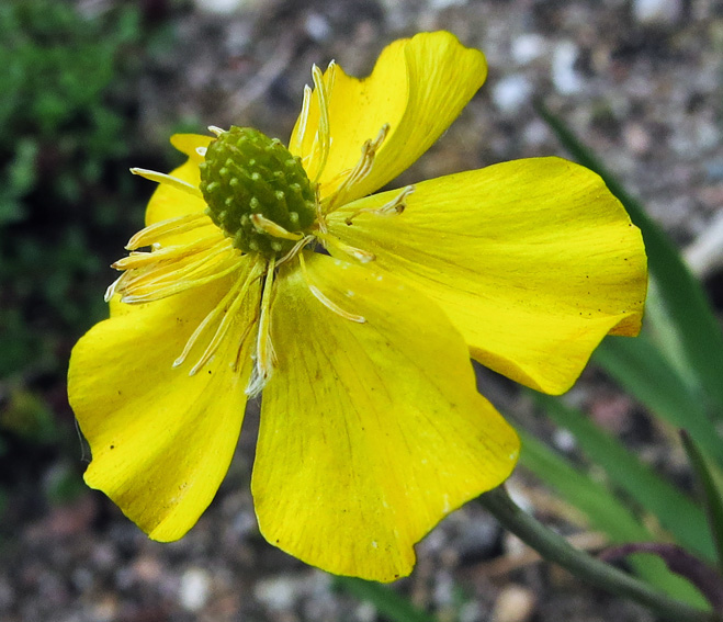 Ranunculus18