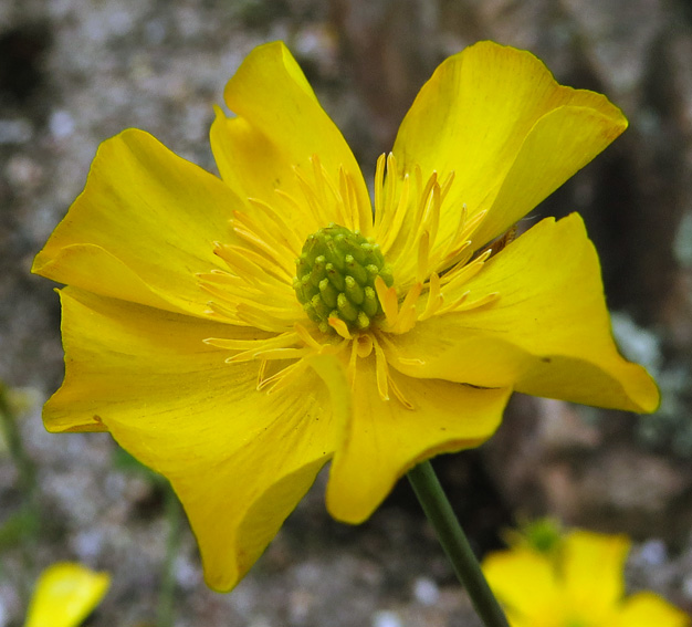 Ranunculus19