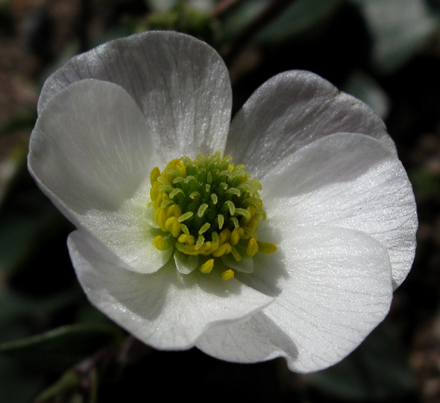 Ranunculus16