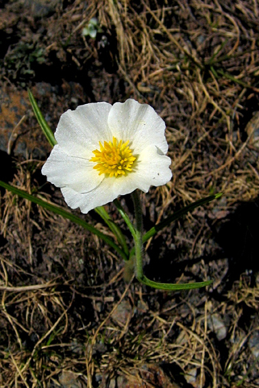 Ranunculus14