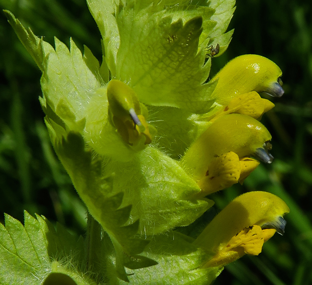 Rhinanthus2