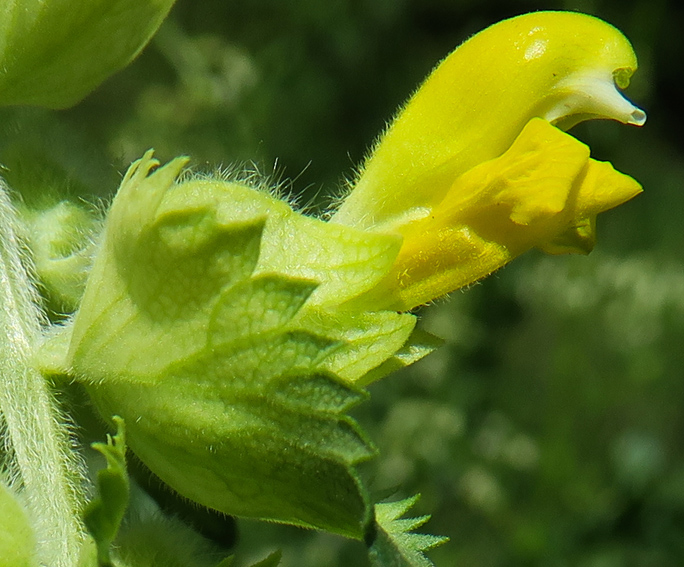 Rhinanthus3