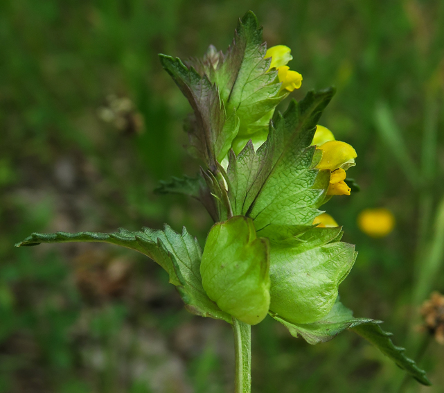 Rhinanthus5a