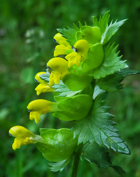 Rhinanthus4b