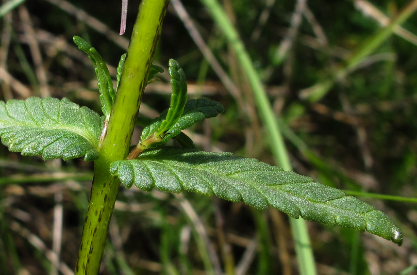 Rhinanthus5