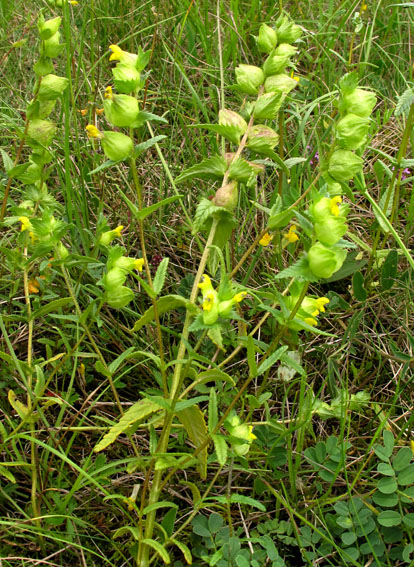 Rhinanthus4a