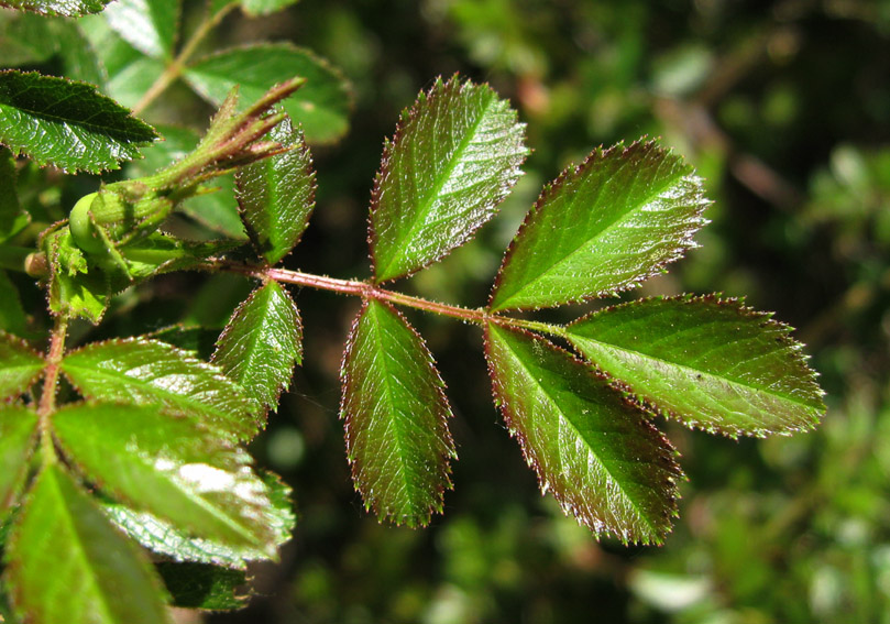 Rosa10