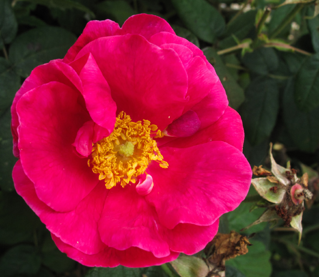 Rosa21b