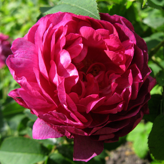 Rosa22