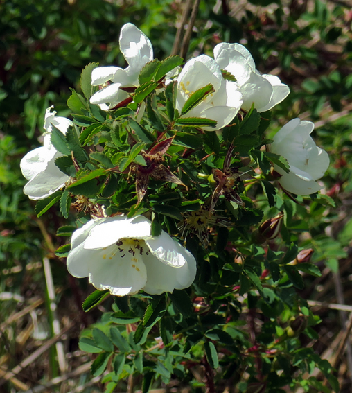 Rosa9b