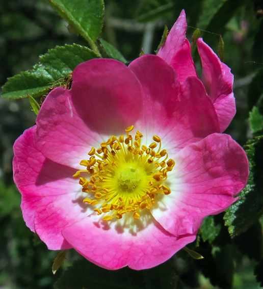 Rosa17a