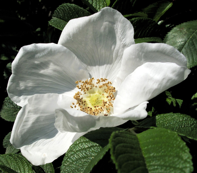 Rosa19c