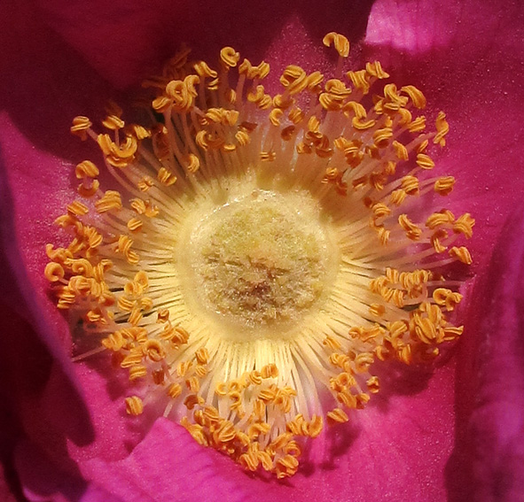 Rosa19d