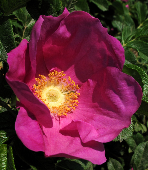 Rosa19b